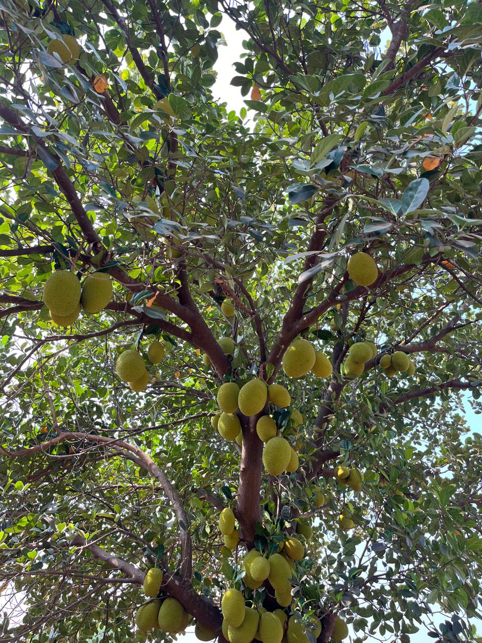 Jackfruit